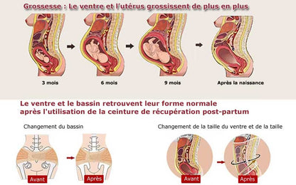 Ceinture Renaissance Harmonique – L’Etreinte Curative d’Après-Miracle